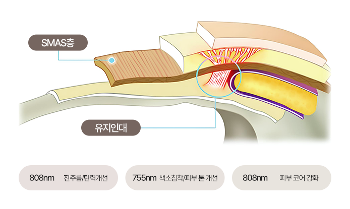 피부 코어 강화